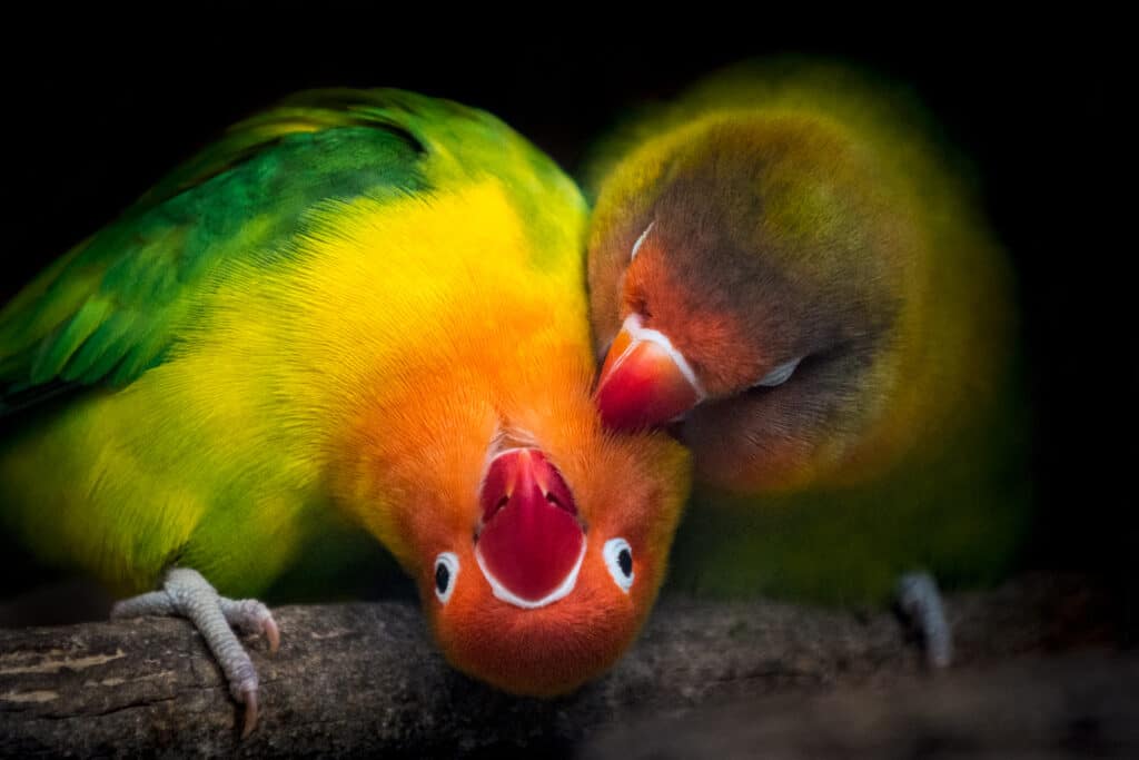 Zwei Papageien