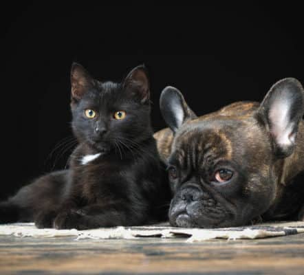 black cat with french bulldog