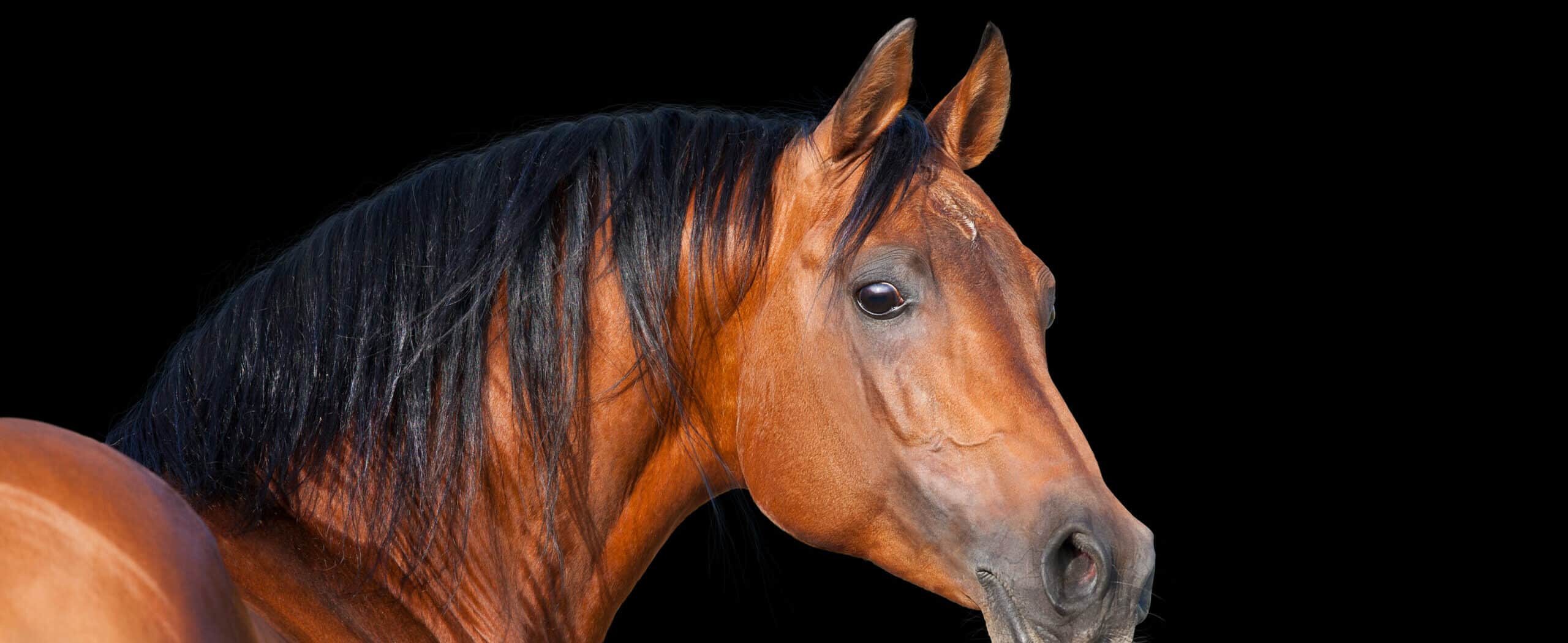 pferd header - einfach tierisch