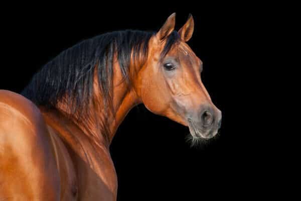 Arabian horse, isolated on black