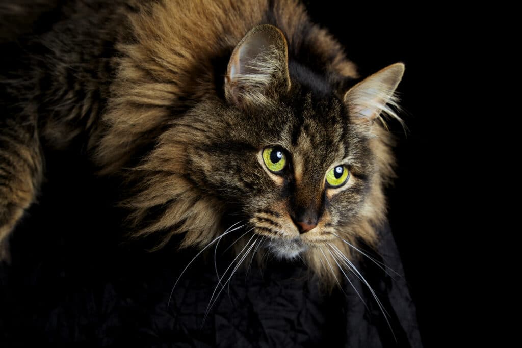 Katze gruene Augen schwarzer Hintergrund